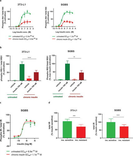 Figure 4. Chronic insulin treatment impairs insulin signalling in both 3T3-L1 and SGBS, causing insulin resistance. (a) Cells chronically treated with insulin and subjected to acute stimulation with insulin dose response curve show a reduction in the maximal phosphorylation of Akt but no change in insulin EC50. (b) Phosphorylation of IRS-1 after acute stimulation with 100 nM insulin is reduced in cells chronically treated with insulin. (c) Phosphorylation of IR is unchanged in insulin resistant SGBS subjected to acute stimulation with insulin dose response curve. (d) Protein levels of IR are decreased in both insulin resistant 3T3-L1 and SGBS. Data representative of n = 3 experiments. ** indicates p < 0.01, *** indicates p < 0.005, **** indicates p < 0.001