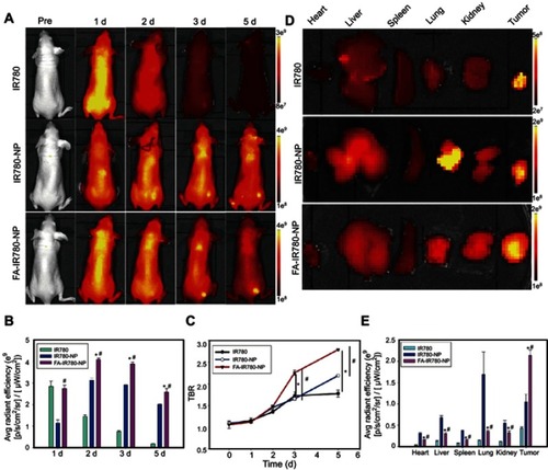 Figure 8 FA-IR780-NP was demonstrated to have excellent tumor-targeting ability in vivo. (A) NIR fluorescence imaging of tumor-bearing mice after the intravenous administration of free IR780, IR780-NP, or FA-IR780-NP at different time points (pre, 1 d, 2 d, 3 d, 5 d). (B) Fluorescence signal intensities within tumor regions at the corresponding time points of A. (C) TBRs of IR780, IR780-NP and FA-IR780-NP at the different time points. (D) Ex vivo fluorescence imaging of mouse major organs and tumor nodes at 5 d postinjection and (E) corresponding fluorescence signal intensities. The values are expressed as the mean ± SD, n=3 per group. *P<0.05 when the FA-IR780-NP group was compared with the IR780 group. #P<0.05 when the FA-IR780-NP group was compared with the NP-IR780 group.