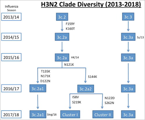 Figure 1. An overview of H3N2 IAV clade diversity from 2013–2018. During the 2013/14 season clades 3c.2 and 3c.3 represented the majority of H3N2 strains in human circulation. In the 2014/15 season, 2 new clades began to emerge, 3c.2a, which is characterized by F159Y and K160T mutations, that lead to a potential gain of a glycosylation site, and 3c.3a, from which the vaccine strain A/Switzerland/9715293/2013 emerged. By the 2015/16 season 3c.3a viruses began to wane from circulation resulting in another vaccine strain change to A/Hong Kong/4801/2014 (HK/14), which belongs to clade 3c.2a. In the 2016/17 season clade 3c.2a began diverging into two new clades, 3c.2a1, possessing the characteristic amino acid changes T135K, N171K, and D122N, which resulted in the loss of a glycosylation site, and 3c.2a2, which possess the mutations N121K and S144K. In the 2017/18 season clade 3c.2a2 began to split into cluster I, which is defined by the I58V and S219K mutations, and cluster II, which contains N122D and S262N mutations, with the N122D mutation representing the potential loss of a glycosylation site. Clades 3c.2a1 of which A/Singapore/INFIMH-16–0019/2016 (Sing/16) belongs, and 3c.3a were also still in circulation during the 2017/18 season.