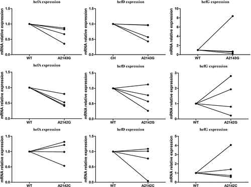 Figure 5. Comparison of efflux pump gene expression (hefA/hefD/hefG) between wild-type strain and 23S rRNA mutant strains.