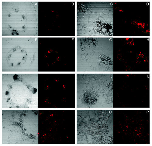 Figure 3. Localization of tyrosine nitrated proteins by CLSM imaging using anti-nitrotyrosine antibody. Visible and fluorescence micrographs of 10 µM thick hypocotyls sections from the basal regions of the explants subjected to treatment of PTIO (1.5 mM) (A-D), SNP (100 µM) + NPA (10 µM) (E-H), SNP (100 µM) + NPA (10 µM) (I-L) and SNP (100 µM) (M-P) in the presence of anti-nitrotyrosine antibody. (C, D, G, H, K, L, O and P): Maginified views (400×) of (A, B, E, F, I, J, M and N) (100×) respectively, show the differential distribution of tyrosine nitrated proteins in the vascular bundles.