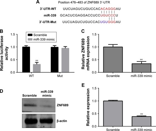 Figure 4 miR-339 directly targets ZNF689 expression.