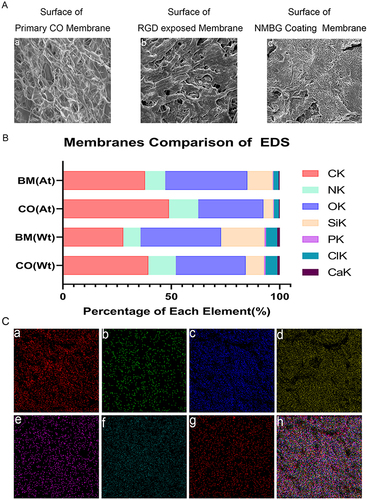 Figure 2 Morphological characterization comparison. (A) SEM scanning image of different status membranes, bar=200um; (B) EDS: percentage of each element in membranes, before and after final modification; (C) Element content graph of BM.