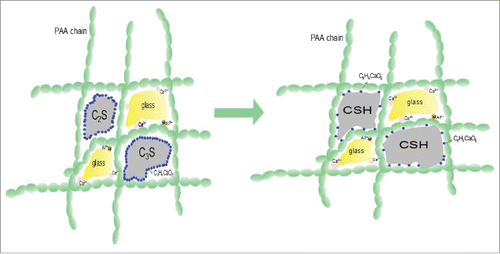 Figure 12. Possible mechanism for the reaction of glass ionomer cement, MTA and tartaric acid.