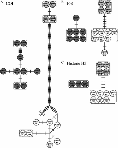 Figure 2.  Haplotype networks for Phyllodoce groenlandica (dark grey circles), Arctic Paranaitis wahlbergi (light grey circles), and boreal P. wahlbergi (white circles). SVA = Svalbard, SE = Sweden, NO = Norway, spm 1, 2, 3, etc. refer to the specimens specified in Table I and Figure 1. A bar denotes one mutation. A–C: haplotype networks for COI, 16S, and histone H3, respectively.