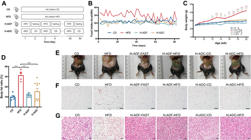 Figure 1 H-ADF and H-ADC ameliorates HFD-induced adiposity. (A) Overview of the design of feeding groups. (B) Dietary calories for each mouse per 48h. (C) Bodyweight (n = 5 or 10 per group). Data are presented as mean ± SE, *P < 0.05, **P < 0.01, ***P < 0.001. The differences between different feeding groups are compared using two-way ANOVA, repeated-measure, followed by Tukey. (D) Body fat ratio (n = 5 or 10 per group). ***P < 0.001, one-way ANOVA. (E) Representative images of body size and intra-abdominal fat. (F) Representative images of visceral white adipose tissue (HE-staining), scale bar = 100 μm. (G) Representative images of brown adipose tissue (HE-staining), scale bar = 100 μm.