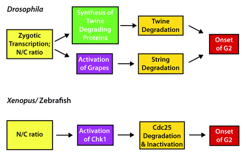 Figure 2. Regulation of the MBT onset by Cdc25. In Drosophila, zygotic transcription combined with attaining the correct nucleocytoplasmic (N/C) ratio triggers the acquisition of a G2 phase at the MBT. Production of Twine (Cdc25) degrading proteins, including Tribbles, causes rapid degradation of Twine. In addition, activation of Grapes (Chk1) leads to the degradation of String (a second Cdc25). In Xenopus and zebrafish, the correct N/C ratio triggers Chk1 activation, causing the degradation and inactivation of Cdc25 and the onset of G2.