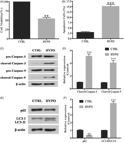 Figure 1. Hypoxia induces apoptosis and autophagy of PC-12 cells. (A) Cell viability was studied by MTT assay. (B) Flow cytometry analysis was performed for cell apoptosis detection. (C,D) Relative expression of apoptotic proteins was detected by Western blot. (E,F) The accumulated levels of p62 and LC3-II/LC3-I were detected by Western blot. Data are shown as mean ± SD. **p < .01; ***p < .001.