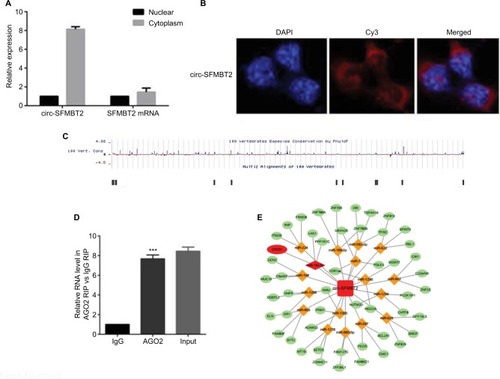 Figure 4 Circ-SFMBT2 may competitively share miR-182-5p with CREB1. (A) Circ-SFMBT2 was predominantly localized in the cytoplasm. (B) FISH experiment demonstrated that circ-SFMBT2 was mainly localized in the cytoplasm. (C) AGO2 followed by high-throughput sequencing data from doRiNA revealed a high degree of AGO2 occupancy in the region of circ-SFMBT2. (D) RNA RIP experiment in MKN-45 cells showed significantly different enrichment of circ-SFMBT2 between AGO2 and IgG. (E) Circ-SFMBT2 was predicted to have binding sites with various miRNAs. (F) MiR-182-5p mimics induced a reduction in relative luciferase expression in circ-SFMBT2-Wild compared with the negative control in GC cells. (G) MiR-182-5p mimics induced a reduction in relative luciferase expression in CREB1-Wild compared with the negative control in GC cells. *P<0.05, **P<0.01,***P<0.001.Abbreviations: FISH, fluorescence in situ hybridization; GC, gastric cancer; Mut, mutant; NC, negative control; RIP, immunoprecipitation; WT, wild type.