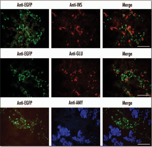 Figure 5 Localisation of EGFP in the E15.5 pancreas to regions enriched in endocrine markers. Immunohistochemistry was performed on cryosections of E15.5 embryonic pancreas dissections. Primary antibodies for insulin (INS) and glucagon (GLU) were visualized with an anti-mouse Rhodamine conjugated secondary antibody. Primary antibodies for amylase were visualized using anti-rabbit AlexaFluor 350 secondary antibody. EGFP was visualized directly using an EGFP filter (Scale bars = 50 µm).