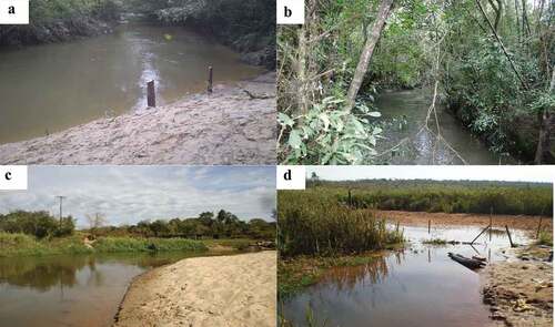 Figure 2. Photographs of sampling sites inside the Mbaracayú Forest Nature Reserve (A and B) and outside the Mbaracayú Forest Nature Reserve, but within the Mbaracayú Forest Biopshere Reserve (C and D). Locations for each site are detailed in Table 1 and indicated on Figure 1. Photo A is the rio Jejuí mi at Jejuí mi (5 m width, 2 m depth, 0.6 m/sec flow; site 1A), photo B is rio Jejuí mi at Horqueta mi (2.5 m width, 1 m depth, 0.3 m/sec flow; site 1 L), photo C is rio Jejuí mi at Villa Ygatimi (10 m width, 4 m depth, 0.6 m/sec flow; site 1 F), and photo D is arroyo Moko’i (2 m width, 0.5 m depth, 0.2 m/sec flow; site 1 H).