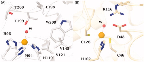 Figure 1. (A) The active site of hCA II as representative of hCA isoforms. The catalytic triad is indicated with the residues: H94, H96 and H119 and (B) The catalytic site of the β-CA from P. tricornutum (PtLCIB4). The metal (yellow sphere) is coordinated by two Cys (C46 e C126) and one His (H102) residues and one water molecule (red sphere).