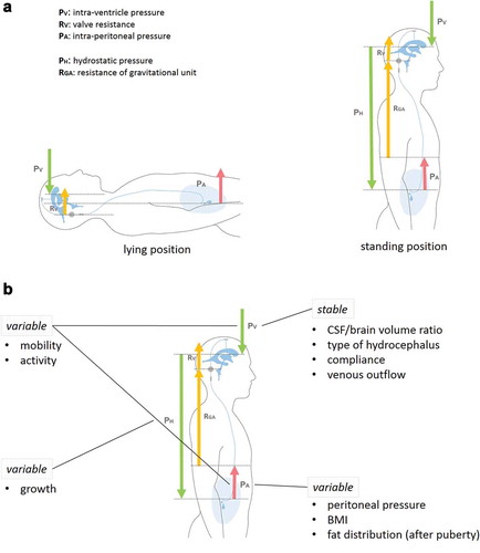 Figure 1. Forces that are influencing CSF diversion through a ventriculo-peritoneal shunt system. (a) CSF draining forces and resistances are given in different body positions. In the lying position, the major draining force for CSF is the intraventricular pressure (green arrow), while resistances are defined by the intraperitoneal pressure (red arrow) and the resistance of the shunt system and the integrated valve (orange arrow). In the standing position the height level differences between the head and the peritoneum is creating communicating system by the shunt tubing resulting in a hydrostatic force driven by gravity (long green arrow). This may be counteracted by gravitational shunt valves creating an additional resistance in an upright position (long orange arrow). (b) The different forces are dependent on variable factors. The ratio between CSF and brain volume somehow defines the amount of CSF which is able to be drained as well as the underlying diagnosis of hydrocephalus determines the amount of CSF which cannot be resorbed naturally. Thee intraperitoneal pressure is influenced by the body weight, body mass index and the fat distribution, which might be different in females compared to males after puberty. The hydrostatic force is determined by growth and the differential pressure between the intraventricular and the intraperitoneal cavity and is dependent on the activity level of the patient which is certainly age dependent as well