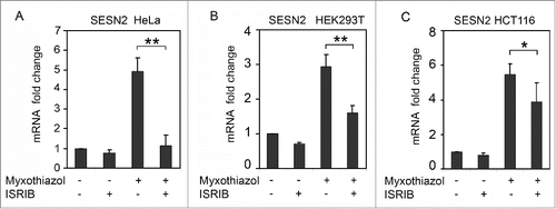 Figure 2. Induction of SESN2 mRNA in response to the inhibition of mitochondrial respiratory chain depends on ISR. SESN2 mRNA level in HeLa (A), HEK293T (B) and HCT116 (C) cells after treatment with 1μM myxothiazol, with and without 200 nM ISRIB (4h). The data was obtained by RT-qPCR, normalized to18S rRNA. The means and standard deviations on the basis of at least 3 independent experiments are presented. Student's t-test was used to analyze statistical significance (*P < 0.05, **P<0.01, ***P< 0.001).