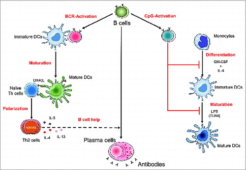 Figure 1. Differential regulation of human dendritic cells by B cells dependent on activation stimuli. B cells activated by B-cell receptor (BCR)-signaling induce maturation of dendritic cells (DCs) through contact-dependent mechanisms. B–cell-matured DCs are capable of polarizing the naïve CD4+ Th cells to Th2 cells through OX-40 ligand (OX-40L)-signaling. Th2 cells secrete cytokines such as interleukin (IL)-4, IL-5, and IL-13, which could promote development of B cells into antibody-producing plasma cells. Conversely, B cells activated by CpG (Toll-like receptor (TLR) 9 ligand) interfere with the differentiation of monocytes into DCs and inhibit the TLR (lipopolysaccharide [LPS], a TLR4 ligand)-mediated maturation of DCs.