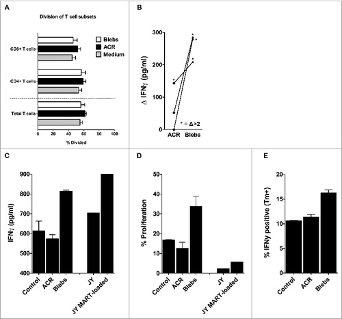 Figure 4. Mixed leukocyte reaction and antigen cross-presentation by egressed skin DCs after intradermal delivery of apoptotic cell remnants or blebs. (A) After 48–72 hours following intradermal injection of the indicated apoptotic cell fractions, the egressed dendritic cells (DCs) were harvested and co-cultured for 6 days with carboxyfluorescein succinimidyl ester (CFSE)-labeled allogeneic peripheral blood lymphocytes (PBLs) from healthy donors, in an allogeneic mixed leukocyte reaction (MLR) at a 1:10 ratio of DCs:PBLs. Shown are the mean percentages of divided PBLs after 6 days of co-culture, with the percentage of CFSE dilution utilized as a measure of CD4+ and CD8+ T-cell proliferation (n = 7). (B) DCs that egressed from the skin biopsies after injecting either wild-type or MART-1 expressing apoptotic cell remnants (ACRs) or blebs, were co-cultured with a MART-126-35 recognizing and HLA-A2 restricted cytotoxic T lymphocyte (CTL) line (> 95% pure) for 24 hours. Antigen-specific activation was determined by deducting the levels of interferon γ (IFNγ) produced following the injection of wild-type ACRs or blebs from the levels produced after injecting MART-1 expressing apoptotic fractions (n = 3). Antigen-specific induction of IFNγ levels exceeding those achieved by cross-presentation of wild-type ACR or blebs by more than 2-fold are indicated by asterisks. (C–D) Emigrated skin DCs stimulated by injecting either ACR or blebs derived from MART-1 expressing HL60 were co-cultured for 24 hours with a CFSE-labeled MART-1 specific cytotoxic T lymphocyte (MART-1 CTL) clone generated by stimulation with MART-1 loaded JY cells. IFNγ production was analyzed in the supernatant by cytokine bead array after 24 hours (C; n = 1) and proliferation, as measured by CFSE dilution (as in A, above), after 6 days (D; n = 1). (E) IFNγ production by a MART-1 CTL line (> 95% pure) as assessed by intracellular immunostaining and cytofluorimetric analysis, after 5 hours of co-culture with skin DCs, that had migrated from ACR- or bleb- (derived from MART-1 expressing HL60) injected skin biopsies (n = 1). Shown are the mean values ± SEM.