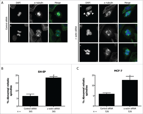 Figure 8. Increased formation of abnormal mitotic spindles in the γ-actin knockdown cells. (A) Confocal images of normal mitotic spindles in control siRNA SH-EP cells (i-ii) and abnormal mitotic spindles in γ-actin siRNA SH-EP cells (iii-v). Cells were stained with α-tubulin to visualize the mitotic spindles and counterstained with DAPI to visualize the chromosomes. Arrows in (iii) shows uncongressed chromosomes in metaphase and arrow in (v) shows anaphase bridge. Confocal images show maximum projections. Scale bar, 5 µm. Quantification of abnormal spindle mitoses in SH-EP (B) and MCF-7 (C) cells transfected with either the control or γ-actin siRNA. The types of mitotic cells that were counted include prometaphase, metaphase, anaphase and telophase. n=the total number of mitotic cells analyzed per condition. Data are mean ± SEM of 3 independent experiments. *P < 0 .05, #P <0 .005, statistically significant when comparing the γ-actin siRNA cells to the control siRNA cells.