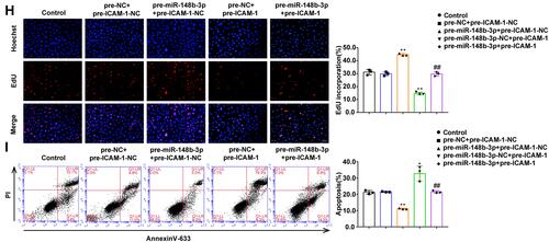 Figure 5 The effects of miR-148b-3p on OGD-treated HUVECs and miR-148b-3p over-expression reversed the ICAM-1-mediated on the proliferation and apoptosis of OGD-treated HUVECs. (A) qRT-PCR and WB analyses were performed to measure the expression of ICAM-1 mRNA and protein, respectively (n = 3 per group) after miR-148b-3p over-expression or inhibition in OGD-treated HUVECs. Data represent the mean ± SD, *P < 0.05 vs pre-miR-148b-3p-NC group; **P < 0.01 vs pre-miR-148b-3p-NC group; ##P < 0.01 vs anti-miR-148b-3p-NC group. (B) CCK-8 assays were performed to measure the effect of miR-148b-3p on the proliferation of OGD-treated HUVECs (n = 3 per group). Data represent the mean ± SD, **P < 0.01 vs pre-miR-148b-3p-NC group; #P < 0.05 vs anti-miR-148b-3p-NC group. (C) EdU assays were performed to measure the effect of miR-148b-3p on the proliferation of OGD-treated HUVECs (n = 3 per group). Data represent the mean ± SD, **P < 0.01 vs pre-miR-148b-3p-NC group; ##P < 0.01 vs anti-miR-148b-3p-NC group. Scale bars represent 40 μm. (D) Flow cytometric analysis of annexinV-633 staining was used to measure the percentages of apoptotic OGD-treated HUVECs (n = 3 per group) after miR-148b-3p over-expression or inhibition. Data represent as the mean ± SD, **P < 0.01 vs pre-miR-148b-3p-NC group; ##P < 0.01 vs anti-miR-148b-3p-NC group. (E) The predicted miR-148b-3p binding sites in the 3ʹ-UTR region of ICAM-1(ICAM-1–3ʹ-UTR-Wt) and the designed mutant sequence (ICAM-1–3ʹUTR-Mut) are indicated. Relative luciferase activity was measured after cells were transfected with ICAM-1–3ʹ-UTR-Wt or ICAM-1–3ʹUTR-Mut. Data represent the mean ± SD (n = 3 pre group), **P < 0.01 vs ICAM-1–3ʹUTR-Wt+miR-148b-3p-NC group. (F) qRT-PCR and WB analyses were performed to measure the expression of ICAM-1 mRNA and protein, respectively (n = 3 per group) in OGD-treated HUVECs after transfection with miR-148b-3p and ICAM-1. Data represent the mean ± SD, *P < 0.05 vs pre-miR-148b-3p-NC+pre-ICAM-1-NC group, **P < 0.01 vs pre-miR-148b-3p-NC+pre-ICAM-1-NC group, ##P < 0.01 vs pre-miR-148b-3p+pre-ICAM-1-NC group. (G) CCK-8 assays were performed to measure the effect of miR-148b-3p and ICAM-1 on the proliferation of OGD-treated HUVECs (n = 3 per group). Data represent the mean ± SD, **P < 0.01 vs pre-miR-148b-3p-NC+pre-ICAM-1-NC group, ##P < 0.01 vs pre-miR-148b-3p+ pre-ICAM-1-NC group. (H) EdU assays were performed to measure the effect of miR-148b-3p and ICAM-1 on the proliferation of OGD-treated HUVECs (n = 3 per group). Data represent the mean ± SD, **P < 0.01 vs pre-miR-148b-3p-NC+pre-ICAM-1-NC group, ##P < 0.01 vs pre-miR-148b-3p+pre-ICAM-1-NC group. Scale bars represent 40 μm. (I) Flow cytometric analysis of annexinV-633 staining was used to evaluate the effect of miR-148b-3p and ICAM-1 on the apoptosis of OGD-induced HUVECs.Data represent the mean ± SD (n = 3 per group), *P < 0.05 vs pre-miR-148b-3p-NC+pre-ICAM-1-NC group, **P < 0.01 vs pre-miR-148b-3p-NC+pre-ICAM-1-NC group, ##P < 0.01 vs pre-miR-148b-3p+pre-ICAM-1-NC group. One-way ANOVA for pairwise comparisons or comparisons between multiple groups with a single variable.