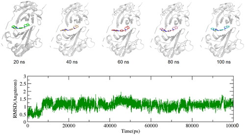 Figure 9. Conformation changes of ZDS20 with PD-L1 dimer during 100 ns simulation time.