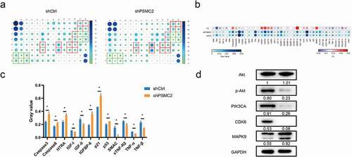 Figure 5. The exploration of downstream of PSMC2. (a) Apoptosis-related proteins were detected by the human apoptosis antibody array in OSCC cells with or without PSMC2 knockdown. (b) Differences in the human apoptosis antibody array were analyzed in OSCC cells with or without PSMC2 knockdown. (c) Gray values of differentially expressed proteins were shown. (d) The expression of the key proteins in pathways was detected by Western blotting in HN6 cells. Data were shown as mean with SD (n ≥ 3). *p < 0.05.