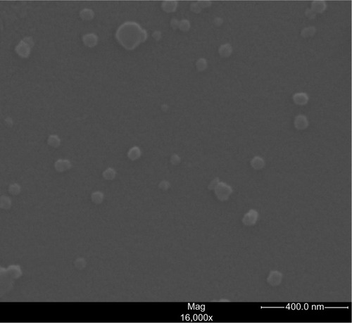 Figure 4 SEM images of DOX and SPION-loaded allyl-PEG-P(GA-DIP) micelles.Abbreviations: allyl-PEG-P(GA-DIP), allyl-poly(ethylene glycol)-b-poly[N-(N′,N′-diisopropylaminoethyl) glutamine]; DOX, doxorubicin; SPIONs, superparamagnetic iron oxide nanoparticles; Mag, magnification.