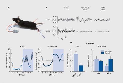 Figure 2 Electroencephalogram/electromyogram (EEG/EMG) telemetry in rodents as a potential index of stress. The use of telemetry in mice and rats allows derivation of numerous metrics, including sleep architecture and circadian rhythm. (A) C57BL/6 mouse next to a transmitter (manufacturer: Data Sciences International) that is subcutaneously implanted to allow remote measurements: EEG/EMG, activity, and body temperature. (B) Representative example of a brief period of EEG and EMG signal from awake, slow-wave sleep, or rapid eye movement (REM) sleep. (C) Regular circadian fluctuations of activity and temperature in C57BL/6J mice, where 0-12 h is the light phase and 12-24 h is the dark phase. These cycles can be dysregulated by stress. (D) Effects of the stress peptide pituitary adenylate cyclase-activating polypeptide (PACAP; administered intracerebroventricularly [ICV]) on exploratory behavior in the elevated plus maze (EPM) (left) and REM sleep (right) in C57BL/6J mice. PACAP decreased exploratory behavior and increased REM during the dark phase, au, arbitrary units; ZT, zeitgeber time