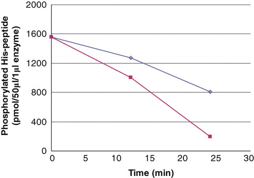 Figure 2. The PHPT1 activity as a function of enzyme concentration. The concentration of Ac-Val-Arg-Leu-Lys-His(P)-Arg-Lys-Leu-Arg-pNA was 24 μM in this experiment, and the enzyme was diluted 1/10 (▪) and 1/20 (◊), the former corresponding to 2.5 pmol per 50 μL incubation. The dephosphorylation was performed at 30°C and was interrupted by centrifugation of 50 μL of the reaction mixture through a spin column containing 210 μL DEAE-Sephacel equilibrated in 25 mM Tris/HCl, pH 8.0. The phosphate in the final eluate was determined by malachite reagent and peptide by absorbance at 320 nm. Details are given in Material and methods.