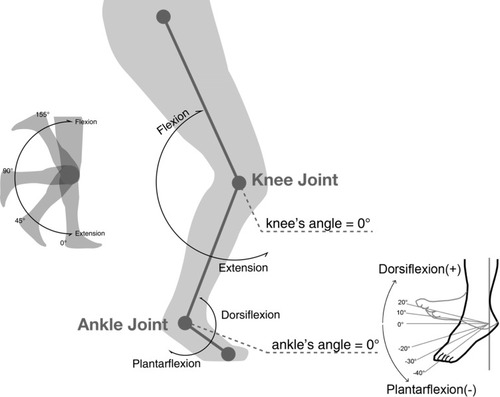 Figure 3 Definition of the knee and ankle joint angles.
