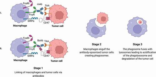 Figure 2. Antibody-dependent cellular phagocytosis by macrophages.