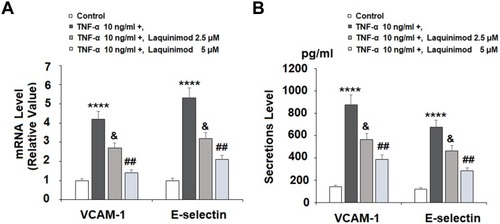 Figure 3 Laquinimod reduced TNF-α-induced expression of VCAM-1 and E-selectin. Cells were stimulated with TNF-α (10 ng/mL) in the presence or absence of laquinimod (2.5, 5 μM) for 24 h. (A). mRNA of VCAM-1 and E-selectin as measured by real-time PCR; (B). Protein of VCAM-1 and E-selectin as measured by ELISA (****P<0.0001 vs vehicle group; &P<0.01 vs TNF-α group; ##P<0.001 vs TNF-α group).