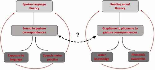 Figure 7. Visual conceptualization of some of the main processes underlying the acquisition of spoken and reading fluency. Their interaction is represented by the dotted double arrow; the question marks refers to possible causal directions.