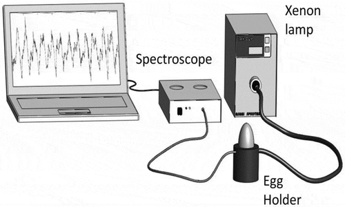 Figure 1  Experimental set-up for the measurements of transmission spectroscopy (LAX-Cute, 100W Xenon light source, Asahi Spectra).