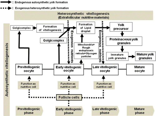 Figure 13.  A schematic diagram of the processes of autosynthetic and heterosynthetic vitellogenesis during oogensis in female Protothaca (Notochione) jedoensis.