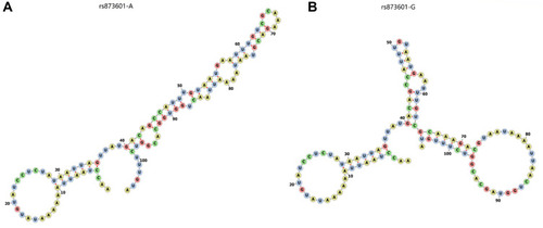Figure 2 The RNAfold algorithm predicts the genotypic impact of rs873601 on sequence structure of XPG. (A) The sequence structure of rs873601-A. (B) The sequence structure of rs873601-G.