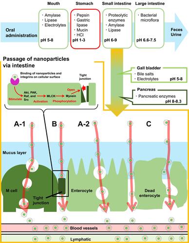 Figure 9 The digestive stages after oral administration and the mechanisms of in vivo uptake of surfactant-coated nanoparticles through the small intestine.