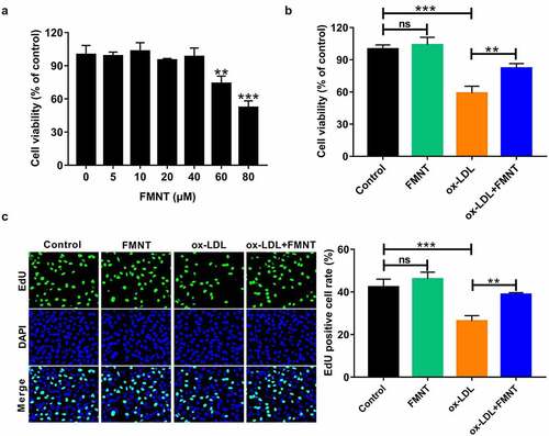 Figure 3. FMNT attenuates ox-LDL-induced viability inhibition in HUVECs. (a) HUVECs were treated with designated concentrations of FMNT for 24 h, followed cell viability determination. (b and c) HUVECs were treated with 40 μg/mL of ox-LDL for 24 h with or without 40 µM FMNT, followed by CCK-8 assay of cell viability (b) and EdU assay of cell proliferation (c). **P < 0.01, ***P < 0.001