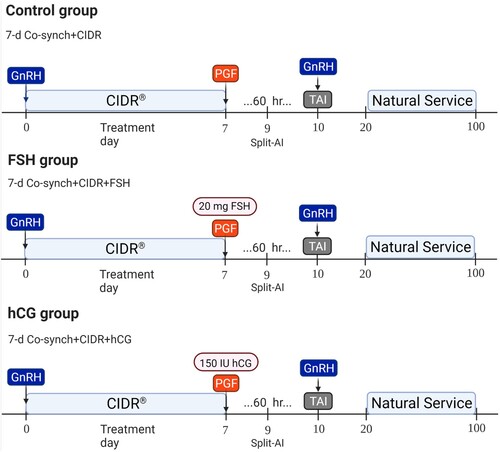 Figure 1 . Experimental design and treatments conducted in the present study. A Split-Time AI program was conducted based on the 7 d Co-synch + CIDR protocol. Treatments were applied at the time of intravaginal P4 device removal (FSH group: 20 mg of FSH; hCG group: 150 IU of hCG; Control: no additional treatment). Heifers that presented estrus 36 hours after intravaginal P4 device (CIDR) removal were inseminated 12 hours later. Heifers that presented estrus after 36 hours and those that did not present signs of estrus were TAI 60 hours after CIDR removal.