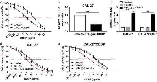 Figure 2. Effect of miR-132 overexpression on CDDP resistance in CAL-27 and CAL-27/CDDP cells. (a) The IC50 of CDDP in CAL-27 and CAL-27/CDDP cells was analyzed by CCK-8. (b) Expression of miR-132 in CAL-27 cells treated with 1 μg/mL CDDP. (c) The efficiency of miR-132 overexpression was measured in CAL-27 and CAL-27/CDDP cells treated with miR-132 mimics. (d and e) The IC50 of CDDP in CAL-27 and CAL-27/CDDP cells treated with miR-132 mimics was examined using CCK-8. **P < 0.01