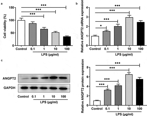 Figure 1. The expression of ANGPT2 was increased in IEC-6 cells after LPS induction. (a) IEC cells were incubated with different concentrations of LPS (0, 0.1, 1, 10, and 100 μg/ml) for 24 h. The cell viability of LPS-induced IEC-6 cells was detected using CCK-8. (b) The mRNA level of ANGPT2 in LPS-induced IEC-6 cells was detected using RT-qPCR. (c) The protein expression of ANGPT2 in LPS-induced IEC-6 cells was detected using western blot. *p < 0.05 and ***p < 0.001 vs Control