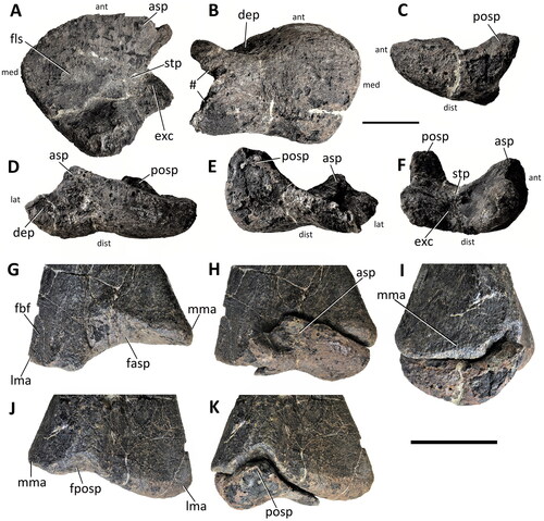 Figure 39. Comptonatus chasei gen. et sp. nov. (IWCMS 2014.80). Right astragalus isolated (A–F) and showing articulation with distal right tibia (G–K). Right astragalus in A, proximal, B, distal, C, medial, D, anterior, E, posterior, and F, lateral. Distal tibia in G, anterior, H, anterior with astragalus, I, medial with astragalus, J, posterior and K, posterior with astragalus. Abbreviations: asp, ascending process; dep, depression; exc, excavation; fasp, facet for ascending process; fbf, fibular facet; fls, flat surface; fposp, facet for posterior process; lma, lateral malleolus; mma, medial malleolus; posp, posterior process; stp, step; #, fractured surface. Small lettering ant, anterior; med, medial; lat, lateral; dist, distal. Scale bar (A–F) represents 50 mm, (G–K) 100 mm.