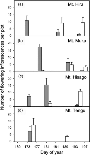 Figure 5. Comparisons of flowering periods of Rhododendron diversipilosum and R. subarcticum in each study site. (a) Mt. Hira, (b) Mt. Muka, (c) Mt. Hisago, and (d) Mt. Tengu. The number of flowering inflorescences per plot (n = 6) was measured in early, middle, and late flowering seasons of two Rhododendron species. Open column: R. diversipilosum, gray column: R. subarcticum. Error bar indicates standard error.