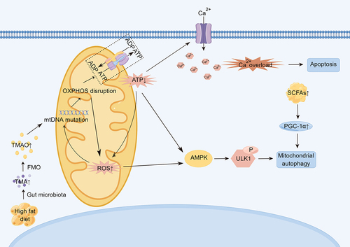 Figure 2. Mitochondrial dysfunction affects the underlying mechanisms of age-related cardiovascular disease. TMAO can promote mitochondrial DNA mutation, thus affecting OXPHOS, increasing ROS production, decreasing ATP/ADP ratio, further damaging mitochondrial DNA, and causing impaired calcium ion metabolism, intracellular calcium overload, and promoting cell apoptosis. Increased oxidative stress activates AMPK, which activates autophagy and degrades damaged mitochondria. (TMAO: trimethylamine N-oxide. OXPHOS: oxidative phosphorylation. AMPK: AMP-activated protein kinase).