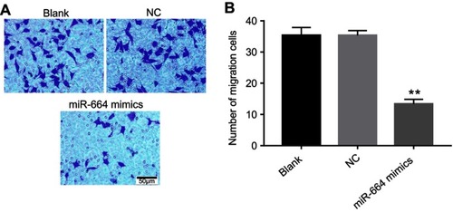 Figure 3 MiR-664 mimics inhibited migration of SiHa cells. SiHa cells were transfected with 10 nM miR-664 mimics or mimics NC for 6 hrs and incubated for another 24 hrs. (A) The migration ability of U937 cells was examined using transwell migration assay. (B) The number of migration cells in each group was quantified. **P<0.01 vs NC group.