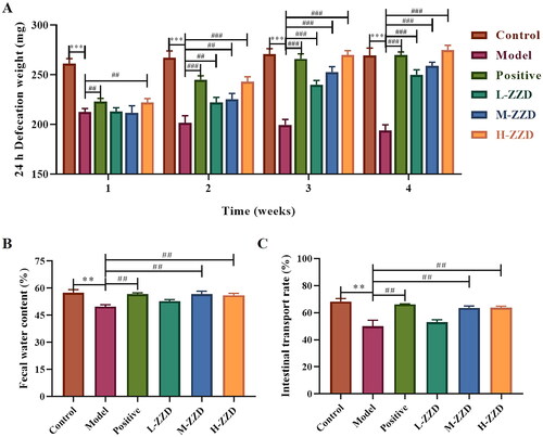 Figure 1. Effects of ZZD on intestinal motility of STC mice. (A) 24 h defecation weight of STC mice at the various indicated time points. (B) The fecal water content of mice. (C) The intestinal transport rate of mice. Data were shown as mean ± SD, n = 9. **p < 0.01, ***p < 0.001, compared with the control group; ##p < 0.01, ###p < 0.001, compared with the STC model group. ZZD: Zhizhu Decoction; L-ZZD: low-dose ZZD treatment group; M-ZZD: medium-dose ZZD treatment group; H-ZZD: high-dose ZZD treatment group.