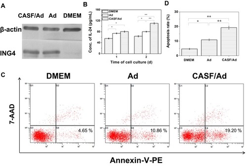 Figure 8 Target gene expression and cell apoptosis. SMMC-7721 cells were cultured with DMEM, Ad and CASF/Ad complex for 48 h. (A) The ING4 expression in SMMC-7721 cells analyzed by Western blotting. (B) The IL-24 secretion from SMMC-7721 cells detected by ELISA. (C) The flow cytometry images and (D) the corresponding histogram of apoptosis rates of SMMC-7721 cells. Statistically significant in comparison of CASF/Ad with Ad, DMEM and Ad with DMEM, *p<0.05, **p<0.01.Abbreviations: DMEM, Dulbecco’s modified Eagle medium; Ad, adenovirus; CASF, cationic Antheraea pernyi silk fibroin; ING4, inhibitor of growth 4; IL-24, interleukin-24; ELISA, enzyme-linked immunosorbent assay.