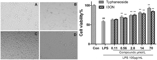 Figure 4. Effect of typhaneoside and I3ON on HUVECs stimulated with LPS. (A) normal control. (B) HUVECs was treated with of LPS (100 μg/mL) stimulation for 24 h. (C) HUVECs induced by LPS was treated with typhaneoside (70 μmol/L). (D) HUVECs induced by LPS was treated with I3ON (70 μmol/L), magnification ×200. Data are expressed as the means ± SD. (standard deviation, n = 5). #p < 0.05, ##p < 0.01 vs. sham control; *p < 0.05, **p < 0.01 vs. LPS group. Con: sham control group, LPS: LPS group.