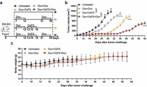 Figure 7. Vaccine combined with two cycles of Dox exhibited better tumor inhibition effect. BALB/c mice (n = 10) were grouped and treated according to the schematic of the therapeutic regimen (a). Tumor volumes (b) and body weights (c) were recorded for 52 days. (***P < .0001)