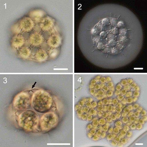 Figs 1–4. Morphology of Hariotina compacta. Fig. 1. Sixteen-celled coenobia. Fig. 2. Negative staining with India ink showing mucilage layer. Fig. 3. Eight-celled coenobia, and the arrow indicates the side view of the connection strand. Fig. 4. Syncoenobia. Scale bar = 10 μm