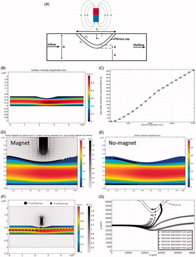 Figure 5. MDT through inflamed arteries. (A) The schematic illustration of the artery inflammation. (B) Blood flow through the inflamed artery. (C) The total number of drug particles passed the fibrous cap as a function of particle size. (D) The effect of magnetic field on a cluster of 2000-nm particles for artery inflammation MDT. (E) Particle retention in fibrous cap tissue in the absence of the magnetic field. (F) Comparing the behavior of 20 and 50 µm drugs/cargoes exposed to external magnetic field. (G) Trajectories of drugs/cargoes with different size in the presence of external magnetic field during their passage through the artery narrowing and interaction with the fibrous cap (Also see Supplementary Movie 2).