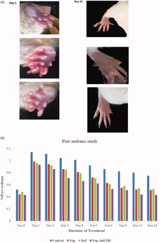 Figure 6. Paw oedema study.